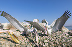 standing Great White Pelicans