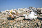 standing Great White Pelicans