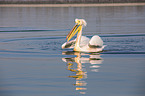 swimming Great White Pelican