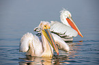 swimming Great White Pelicans