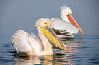 swimming Great White Pelicans