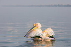 swimming Great White Pelican
