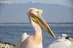 Great White Pelican portrait