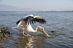 standing Great White Pelican