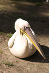eastern great white pelican