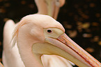 eastern great white pelican