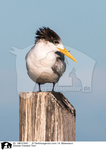Greater Crested Tern / HB-01691
