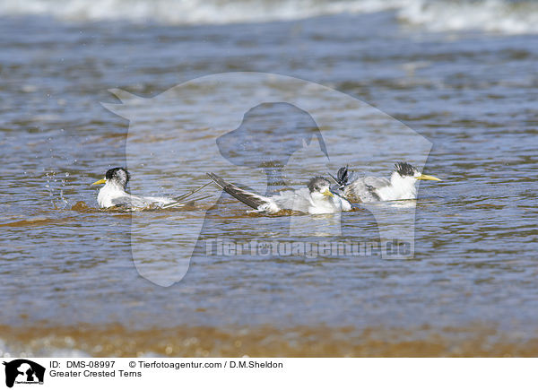 Greater Crested Terns / DMS-08997