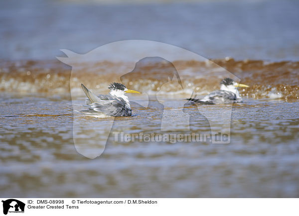 Eilseeschwalben / Greater Crested Terns / DMS-08998