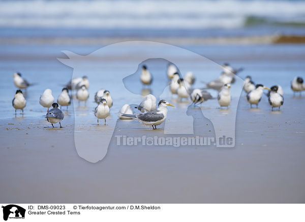 Eilseeschwalben / Greater Crested Terns / DMS-09023