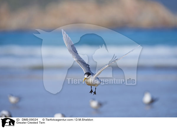 Eilseeschwalbe / Greater Crested Tern / DMS-09024