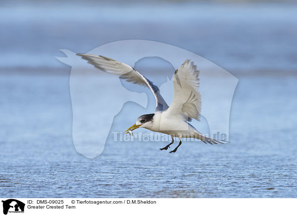 Eilseeschwalbe / Greater Crested Tern / DMS-09025