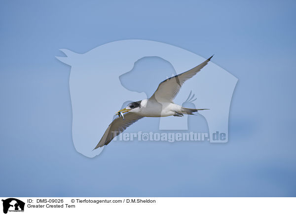 Eilseeschwalbe / Greater Crested Tern / DMS-09026