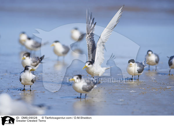 Eilseeschwalben / Greater Crested Terns / DMS-09028