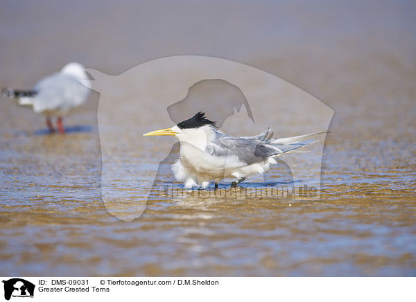Eilseeschwalben / Greater Crested Terns / DMS-09031