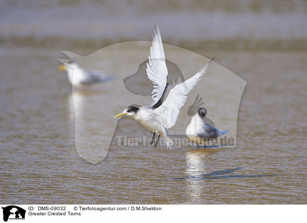 Eilseeschwalben / Greater Crested Terns / DMS-09032