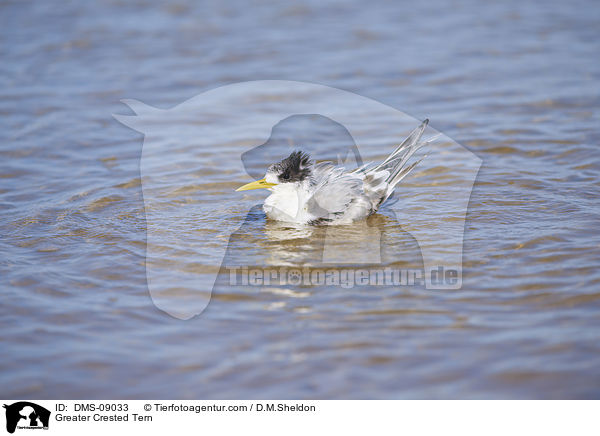 Eilseeschwalbe / Greater Crested Tern / DMS-09033