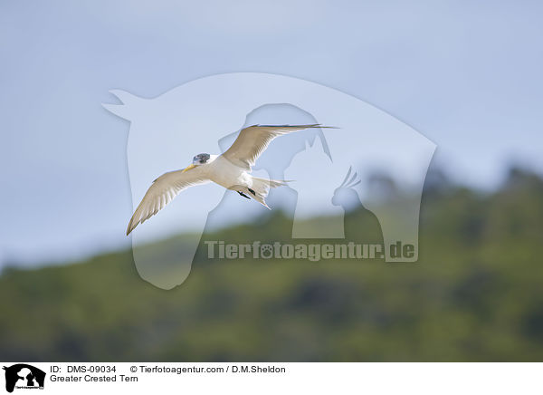 Eilseeschwalbe / Greater Crested Tern / DMS-09034