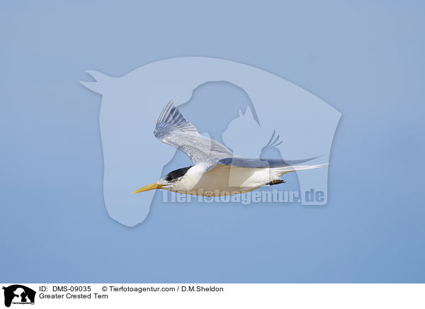Eilseeschwalbe / Greater Crested Tern / DMS-09035