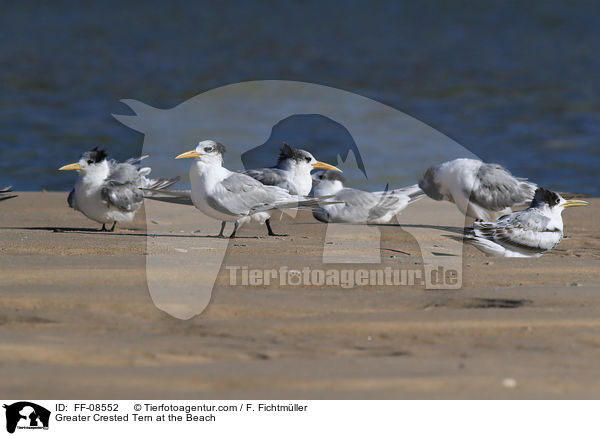 Eilseeschwalbe am Strand / Greater Crested Tern at the Beach / FF-08552