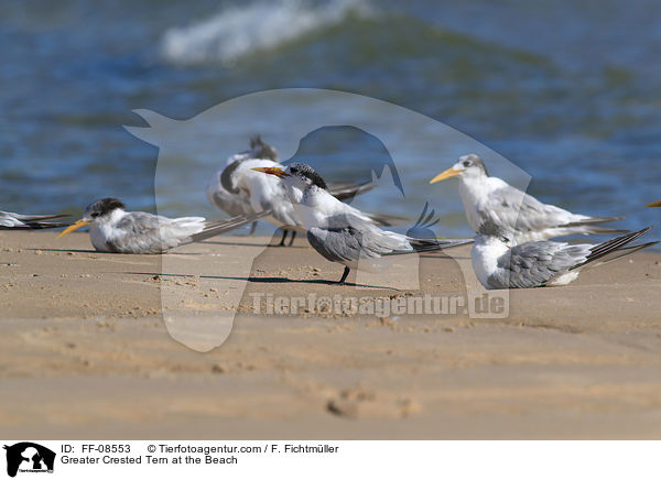 Eilseeschwalbe am Strand / Greater Crested Tern at the Beach / FF-08553