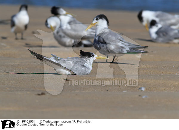 Greater Crested Tern at the Beach / FF-08554
