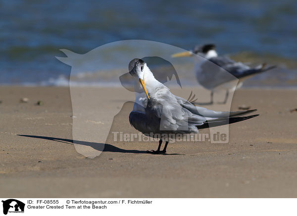 Eilseeschwalbe am Strand / Greater Crested Tern at the Beach / FF-08555