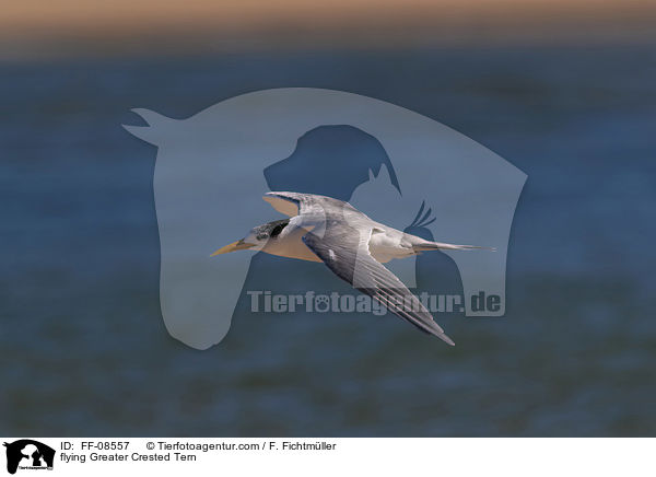 flying Greater Crested Tern / FF-08557