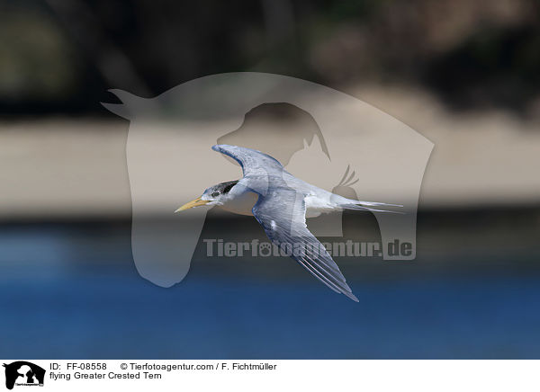fliegende Eilseeschwalbe / flying Greater Crested Tern / FF-08558