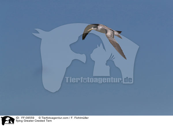 fliegende Eilseeschwalbe / flying Greater Crested Tern / FF-08559