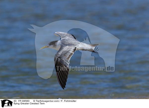 fliegende Eilseeschwalbe / flying Greater Crested Tern / FF-08560