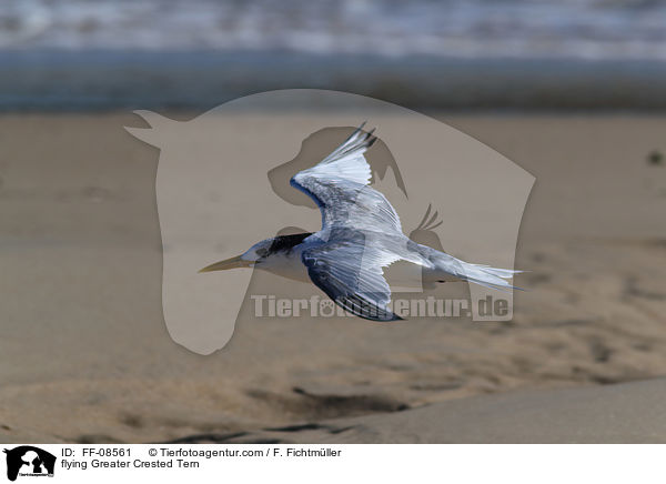 fliegende Eilseeschwalbe / flying Greater Crested Tern / FF-08561