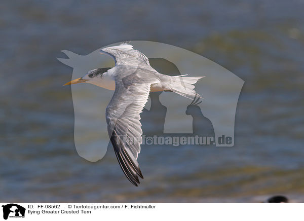 fliegende Eilseeschwalbe / flying Greater Crested Tern / FF-08562