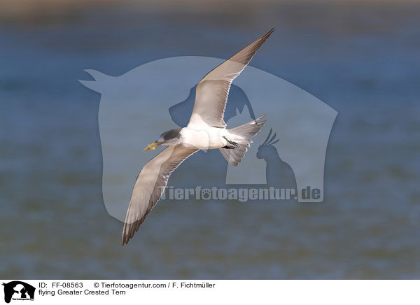 fliegende Eilseeschwalbe / flying Greater Crested Tern / FF-08563