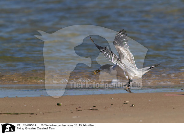 fliegende Eilseeschwalbe / flying Greater Crested Tern / FF-08564