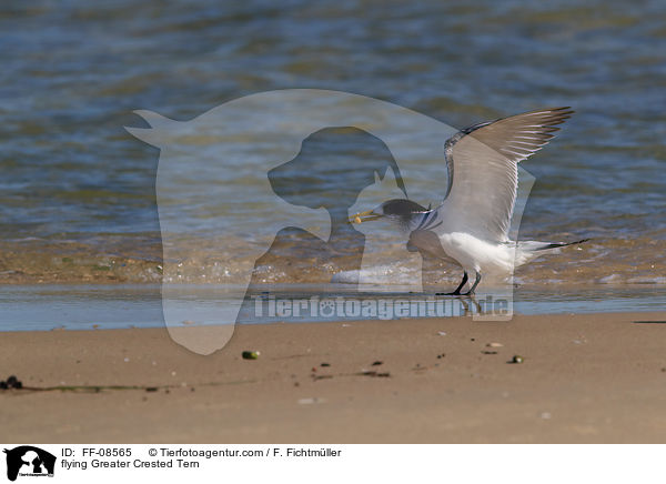 fliegende Eilseeschwalbe / flying Greater Crested Tern / FF-08565