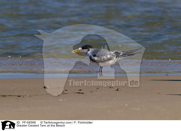 Eilseeschwalbe am Strand / Greater Crested Tern at the Beach / FF-08566