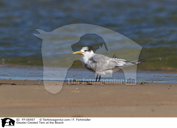 Eilseeschwalbe am Strand / Greater Crested Tern at the Beach / FF-08567