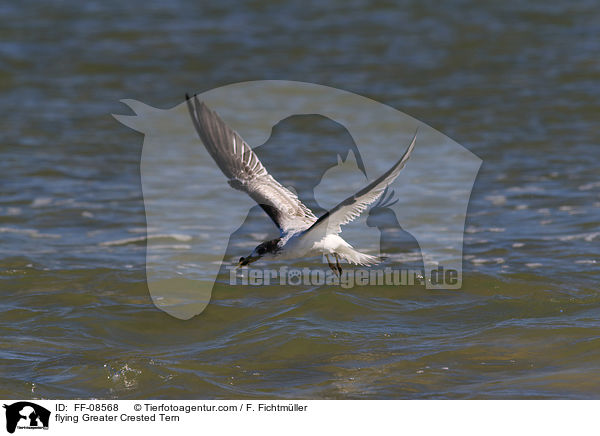 fliegende Eilseeschwalbe / flying Greater Crested Tern / FF-08568