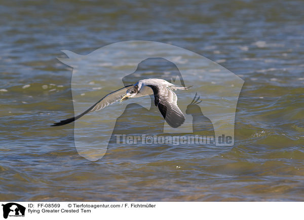 fliegende Eilseeschwalbe / flying Greater Crested Tern / FF-08569