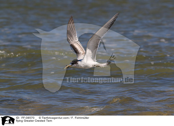 flying Greater Crested Tern / FF-08570