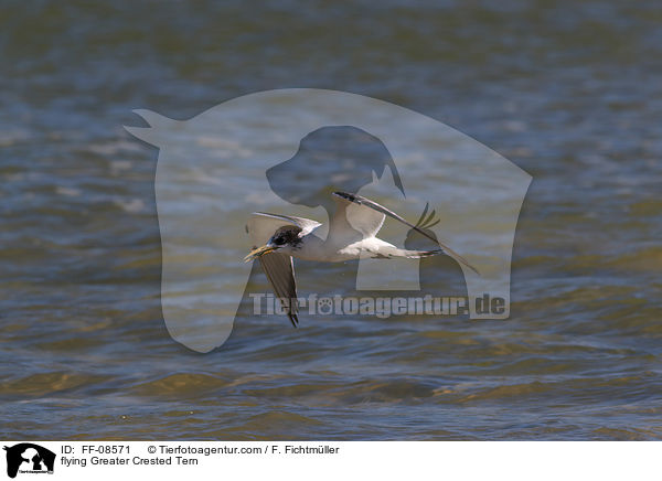 fliegende Eilseeschwalbe / flying Greater Crested Tern / FF-08571