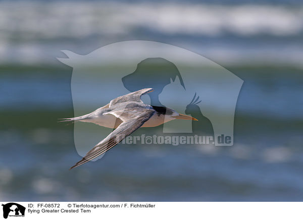 fliegende Eilseeschwalbe / flying Greater Crested Tern / FF-08572