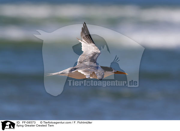 fliegende Eilseeschwalbe / flying Greater Crested Tern / FF-08573