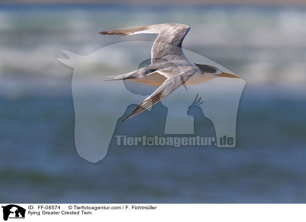 fliegende Eilseeschwalbe / flying Greater Crested Tern / FF-08574