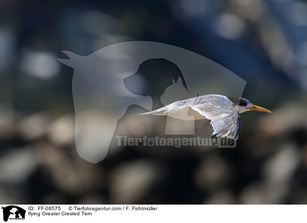 flying Greater Crested Tern / FF-08575