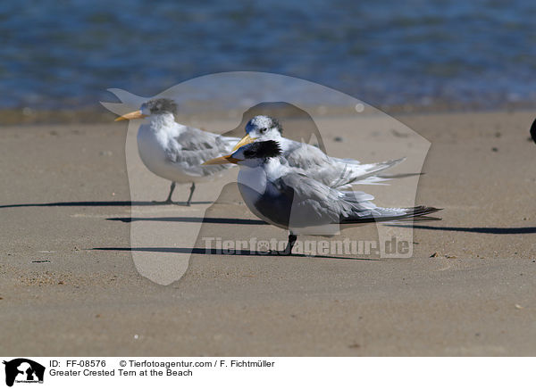 Greater Crested Tern at the Beach / FF-08576