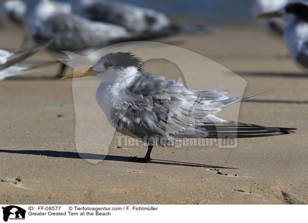 Eilseeschwalbe am Strand / Greater Crested Tern at the Beach / FF-08577