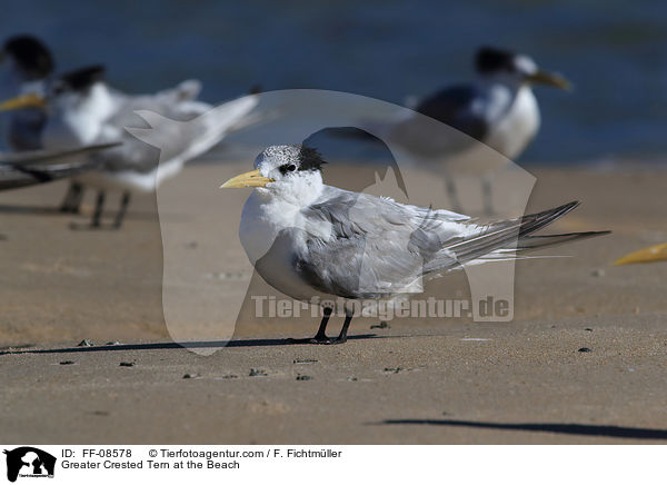 Greater Crested Tern at the Beach / FF-08578