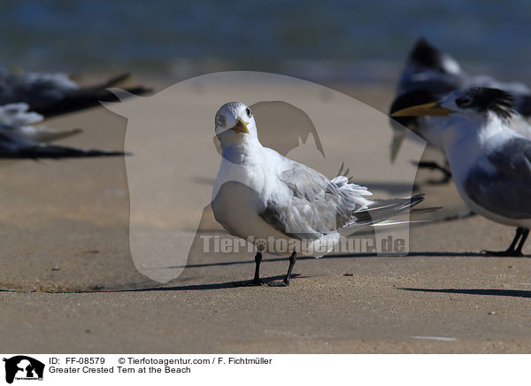 Greater Crested Tern at the Beach / FF-08579